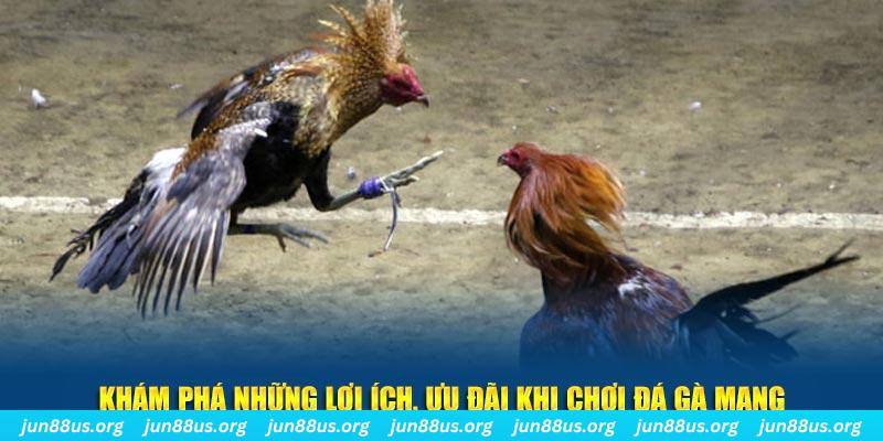 168vn what is live dealer casino