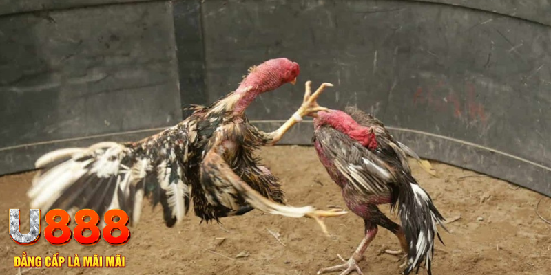 168vn đăng nhập liêng hôm nay